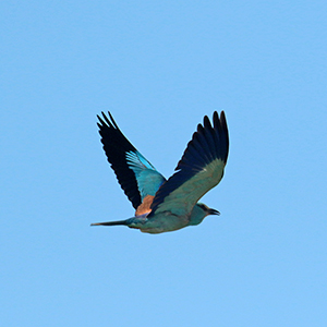 Scharrelaar - European roller